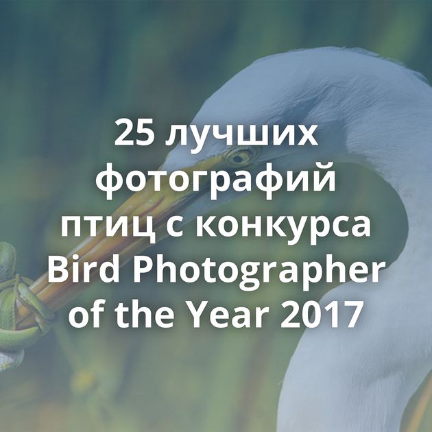 25 лучших фотографий птиц с конкурса Bird Photographer of the Year 2017