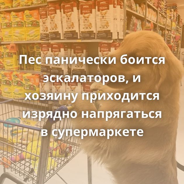 Пес панически боится эскалаторов, и хозяину приходится изрядно напрягаться в супермаркете
