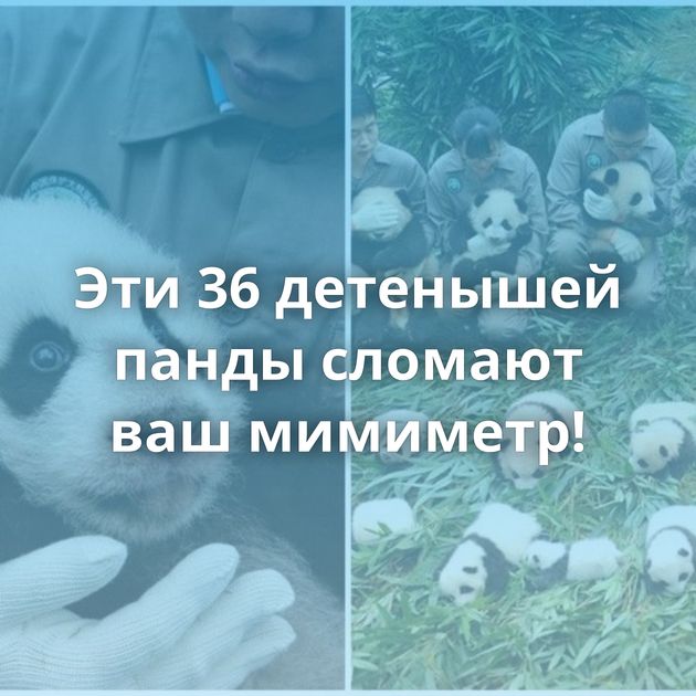 Эти 36 детенышей панды сломают ваш мимиметр!