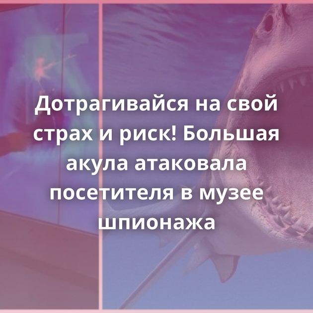 Дотрагивайся на свой страх и риск! Большая акула атаковала посетителя в музее шпионажа