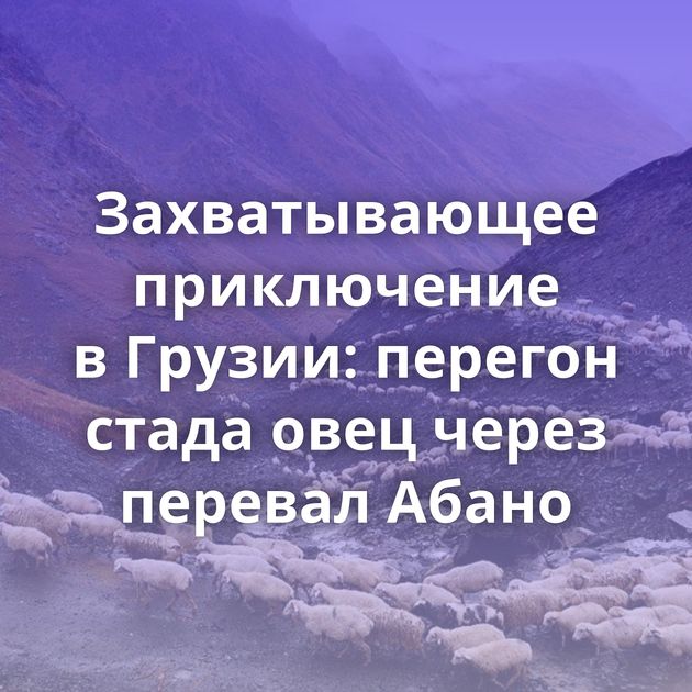 Захватывающее приключение в Грузии: перегон стада овец через перевал Абано