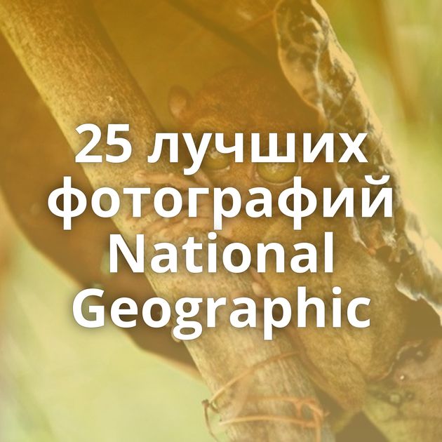 25 лучших фотографий National Geographic