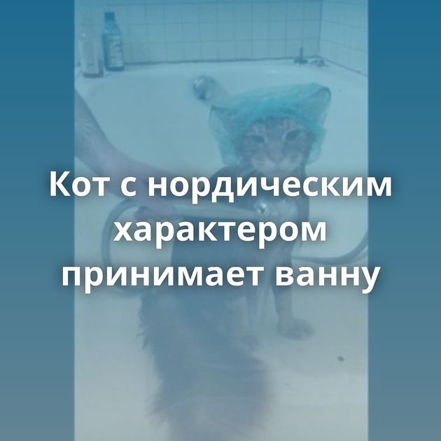 Кот с нордическим характером принимает ванну