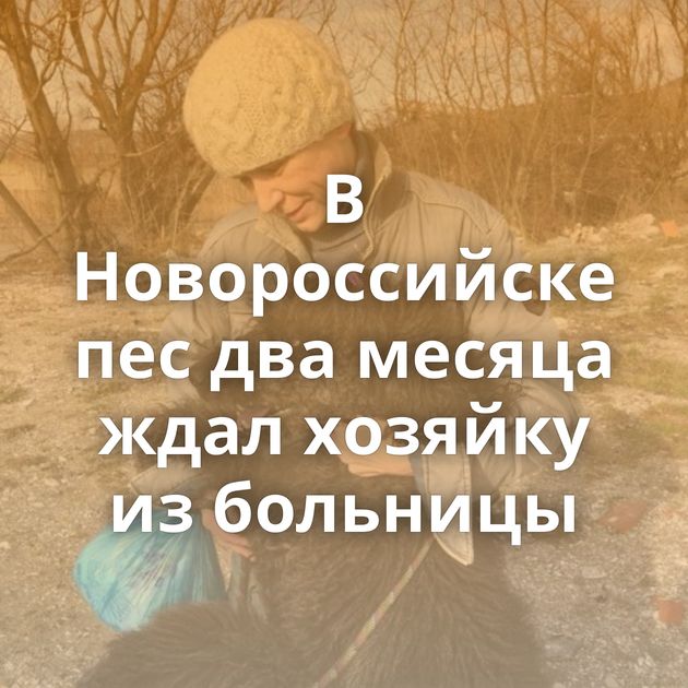 В Новороссийске пес два месяца ждал хозяйку из больницы