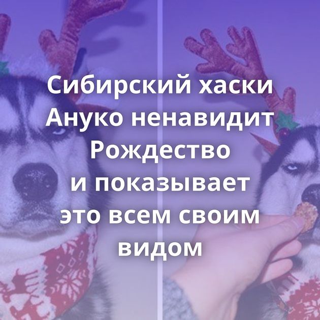 Сибирский хаски Ануко ненавидит Рождество и показывает это всем своим видом