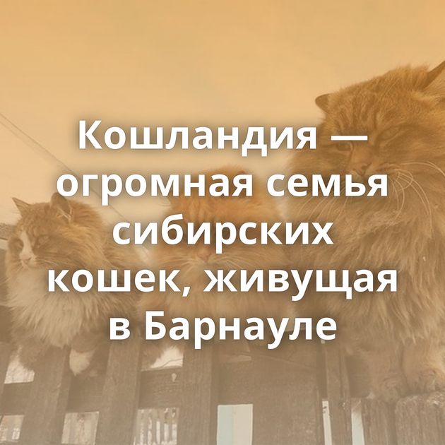 Кошландия — огромная семья сибирских кошек, живущая в Барнауле