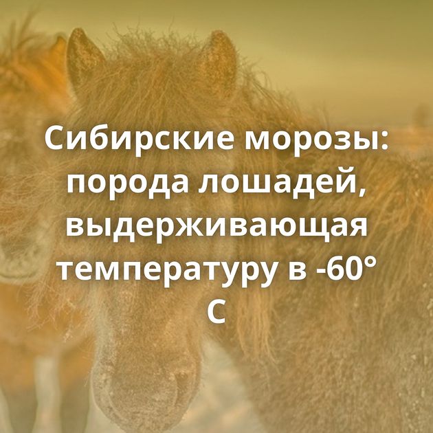 Сибирские морозы: порода лошадей, выдерживающая температуру в -60° C