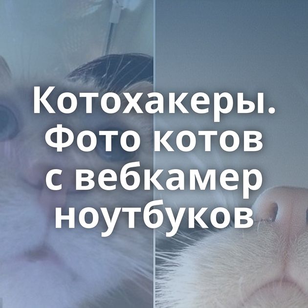 Котохакеры. Фото котов с вебкамер ноутбуков