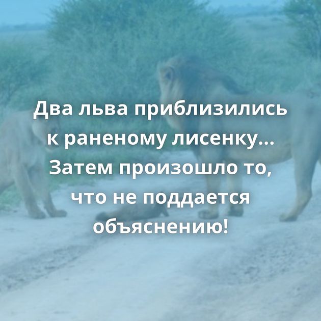 Два льва приблизились к раненому лисенку… Затем произошло то, что не поддается объяснению!