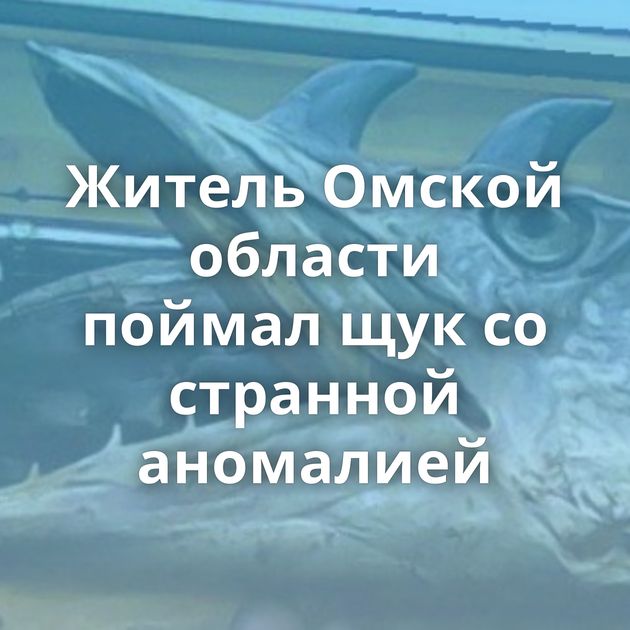 Житель Омской области поймал щук со странной аномалией