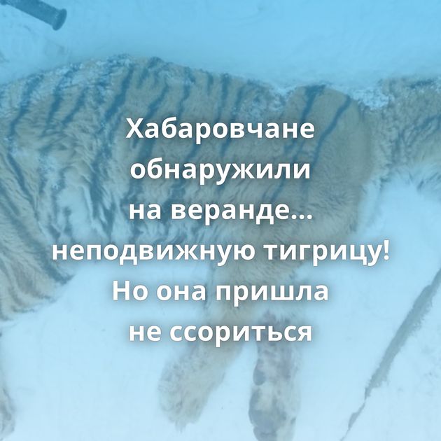 Хабаровчане обнаружили на веранде… неподвижную тигрицу! Но она пришла не ссориться