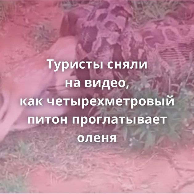 Туристы сняли на видео, как четырехметровый питон проглатывает оленя