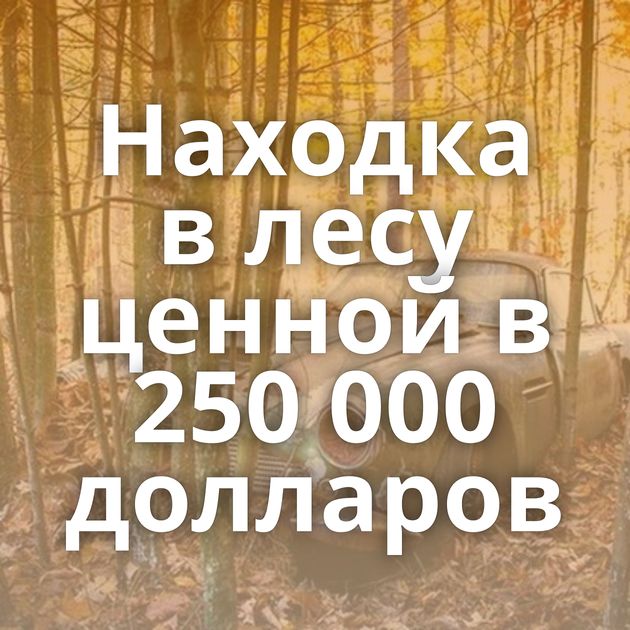 Находка в лесу ценной в 250 000 долларов