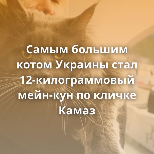 Самым большим котом Украины стал 12-килограммовый мейн-кун по кличке Камаз