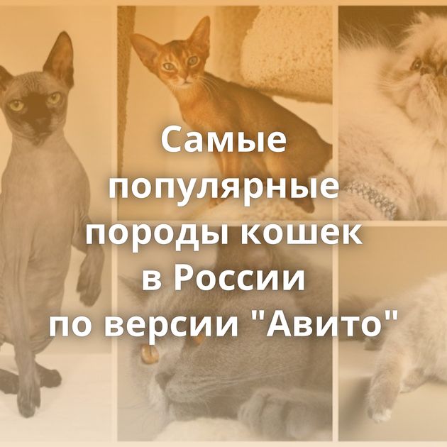 Самые популярные породы кошек в России по версии 