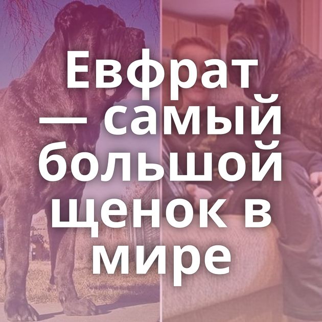 Евфрат — самый большой щенок в мире
