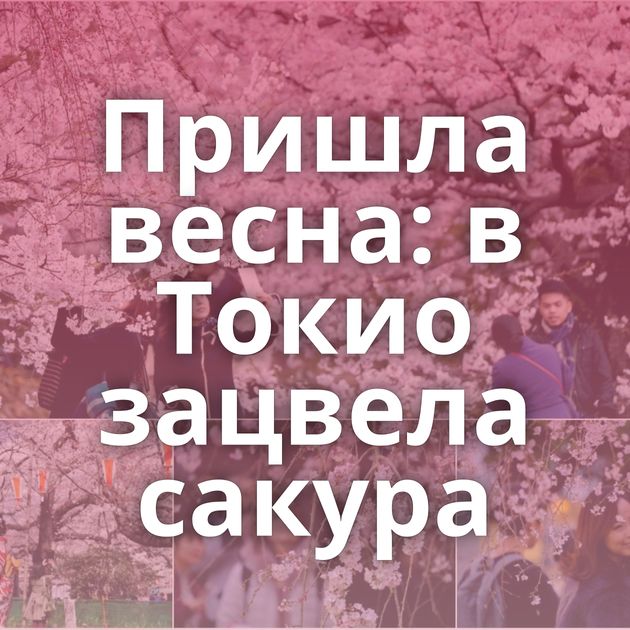 Пришла весна: в Токио зацвела сакура