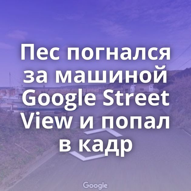 Пес погнался за машиной Google Street View и попал в кадр