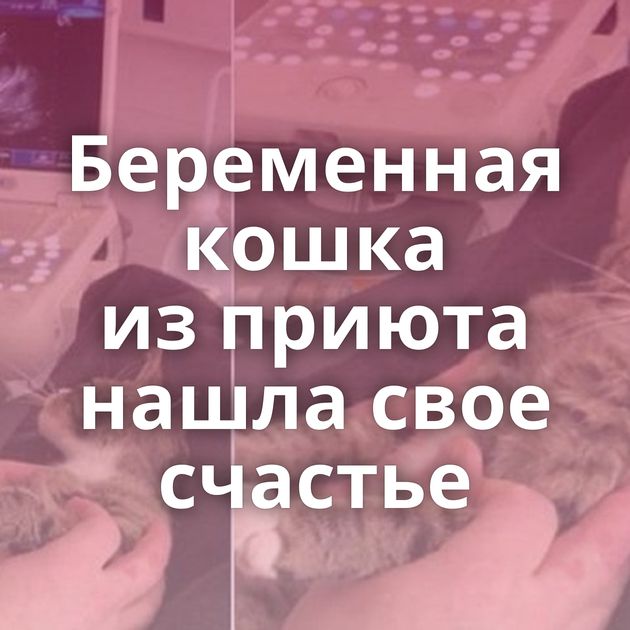 Беременная кошка из приюта нашла свое счастье