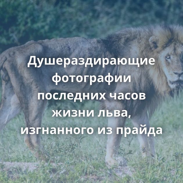 Душераздирающие фотографии последних часов жизни льва, изгнанного из прайда