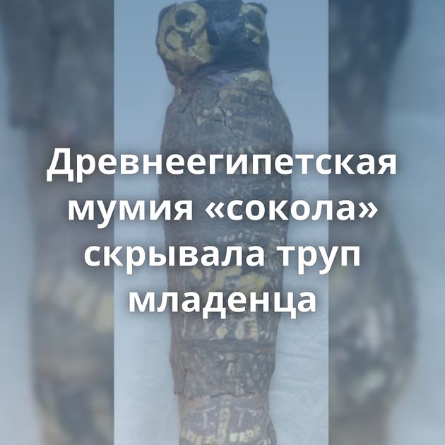 Древнеегипетская мумия «сокола» скрывала труп младенца