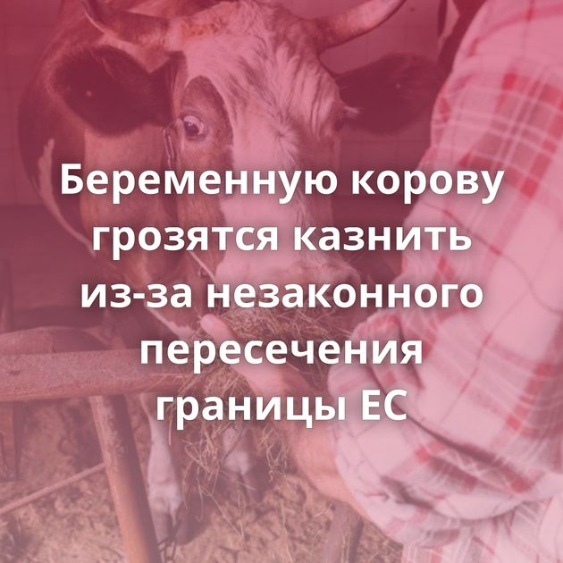 Беременную корову грозятся казнить из-за незаконного пересечения границы ЕС