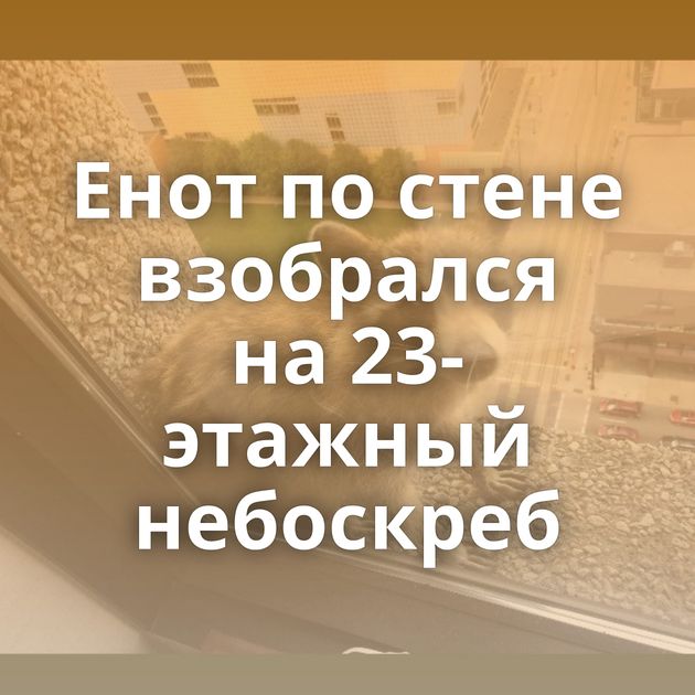 Енот по стене взобрался на 23-этажный небоскреб