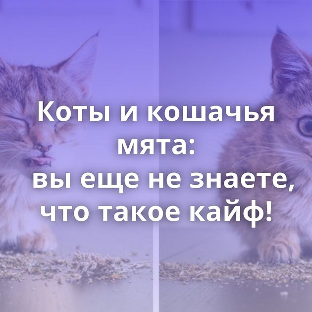 Коты и кошачья мята: вы еще не знаете, что такое кайф!