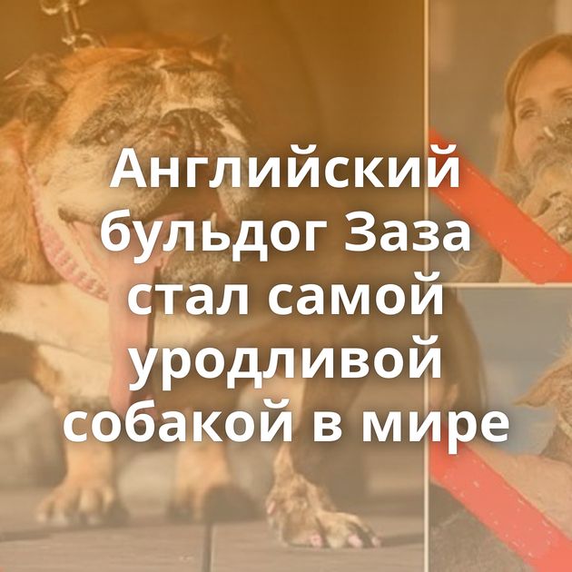 Английский бульдог Заза стал самой уродливой собакой в мире