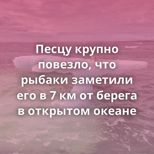 Песцу крупно повезло, что рыбаки заметили его в 7 км от берега в открытом океане