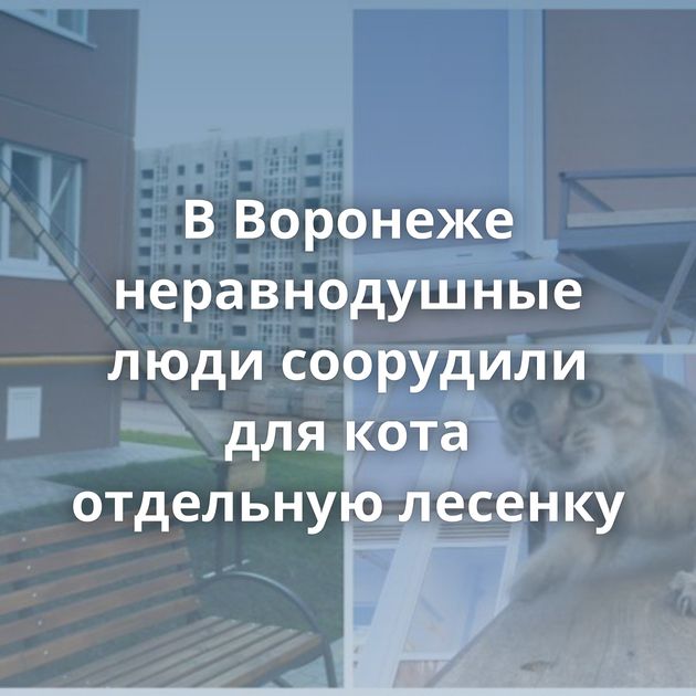 В Воронеже неравнодушные люди соорудили для кота отдельную лесенку