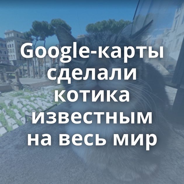 Google-карты сделали котика известным на весь мир