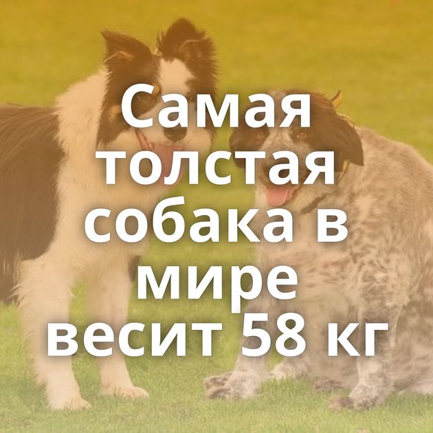 Самая толстая собака в мире весит 58 кг