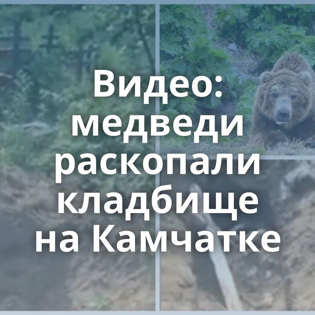 Видео: медведи раскопали кладбище на Камчатке