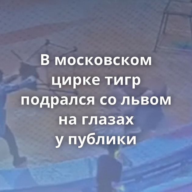 В московском цирке тигр подрался со львом на глазах у публики
