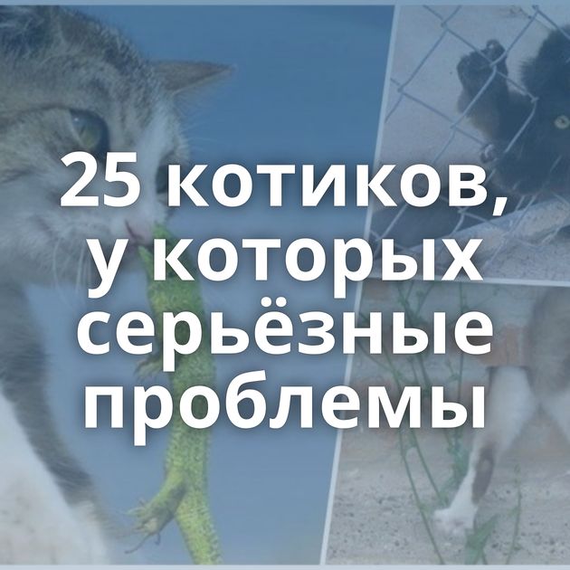 25 котиков, у которых серьёзные проблемы
