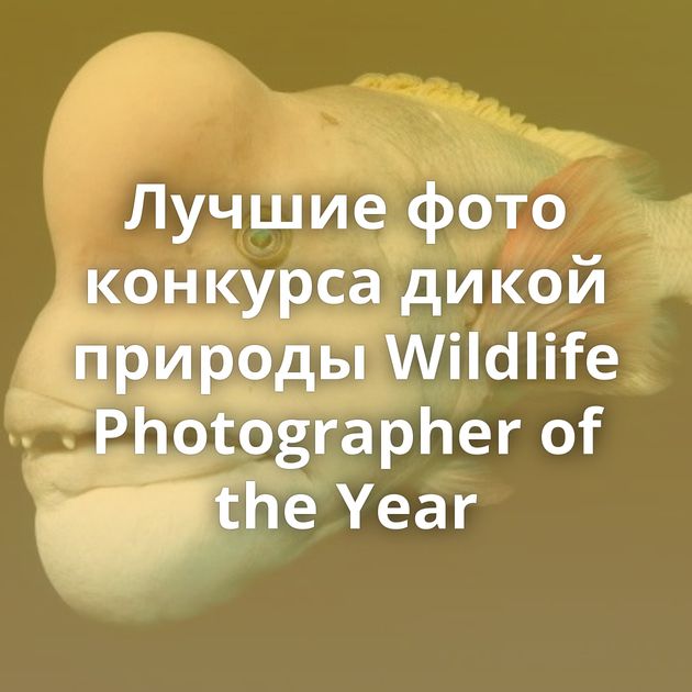 Лучшие фото конкурса дикой природы Wildlife Photographer of the Year