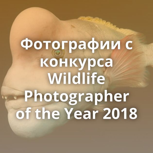 Фотографии с конкурса Wildlife Photographer of the Year 2018