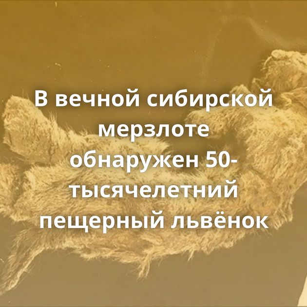 В вечной сибирской мерзлоте обнаружен 50-тысячелетний пещерный львёнок