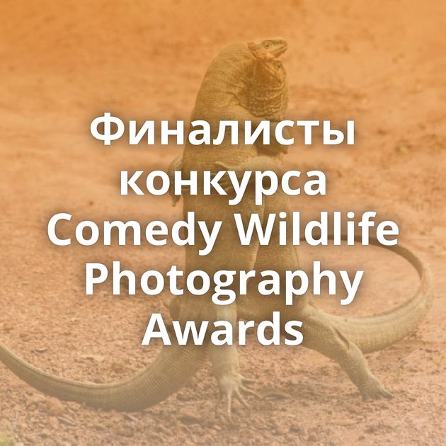 Финалисты конкурса Comedy Wildlife Photography Awards
