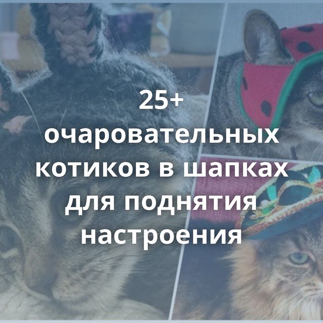 25+ очаровательных котиков в шапках для поднятия настроения