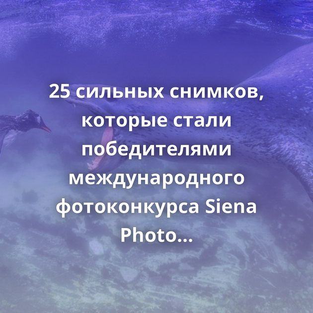 25 сильных снимков, которые стали победителями международного фотоконкурса Siena Photo Awards 2018
