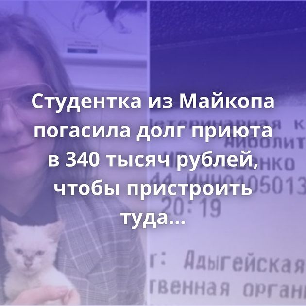 Студентка из Майкопа погасила долг приюта в 340 тысяч рублей, чтобы пристроить туда котенка