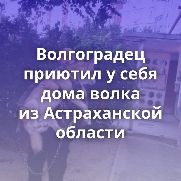 Волгоградец приютил у себя дома волка из Астраханской области