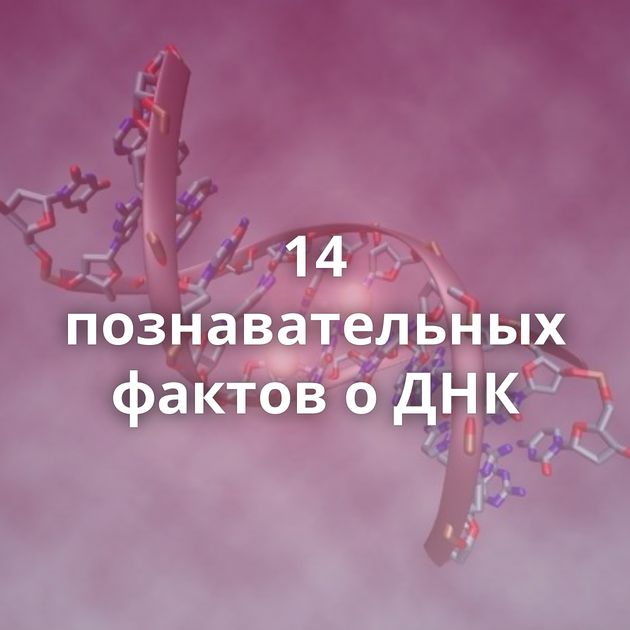 14 познавательных фактов о ДНК