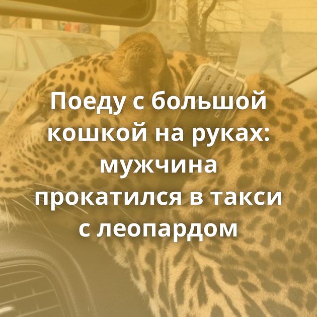 Поеду с большой кошкой на руках: мужчина прокатился в такси с леопардом