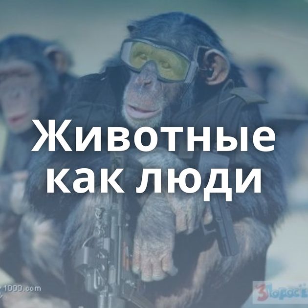Животные как люди
