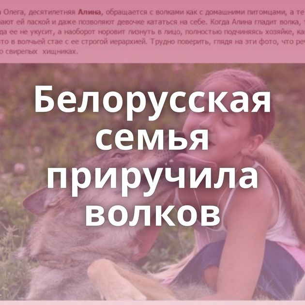 Белорусская семья приручила волков