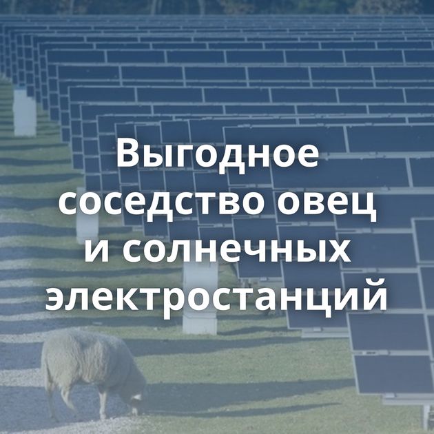 Выгодное соседство овец и солнечных электростанций