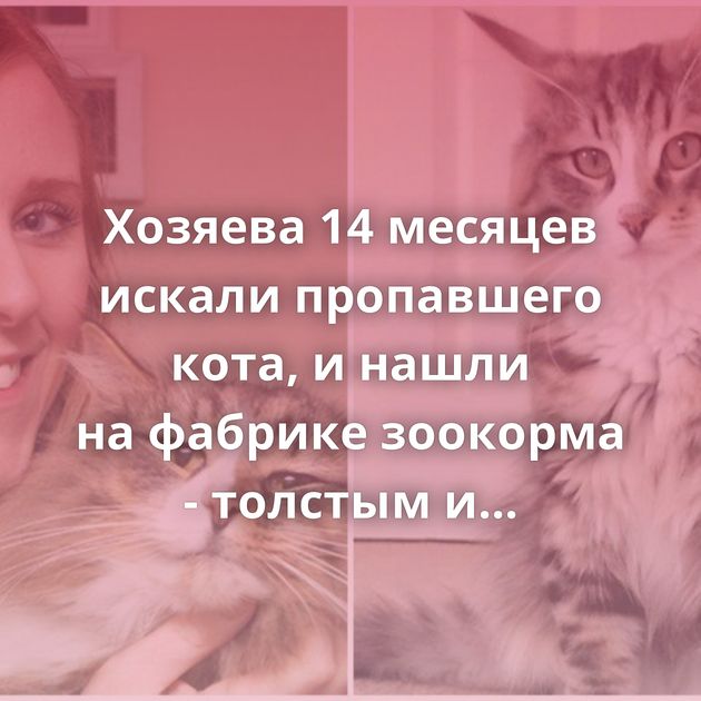 Хозяева 14 месяцев искали пропавшего кота, и нашли на фабрике зоокорма - толстым и счастливым